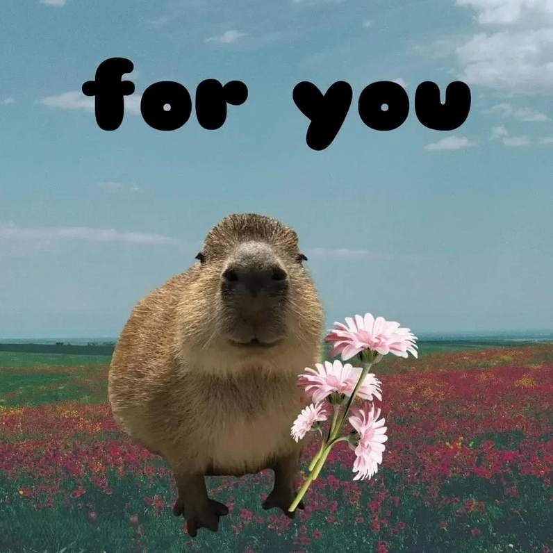 Hình capybara meme siêu dễ thương khiến bất kỳ ai cũng phải bật cười