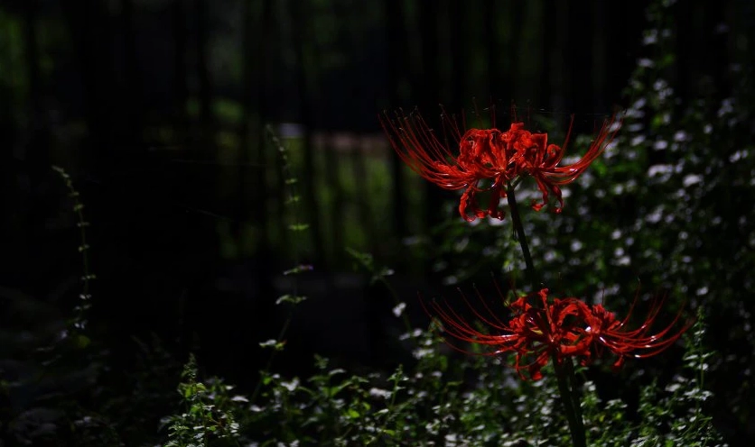 Hình nền hoa bỉ ngạn quyến rũ hút hồn người xem qua từng đường nét