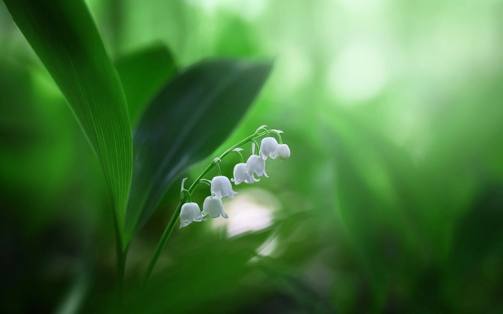 Hình nền hoa linh lan aesthetic tinh khôi nghệ thuật đầy quyến rũ