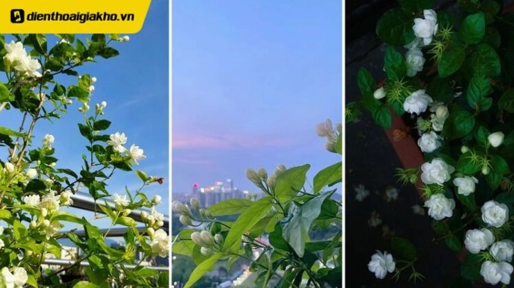 Hình nền hoa nhài lấp lánh dưới ánh mặt trời