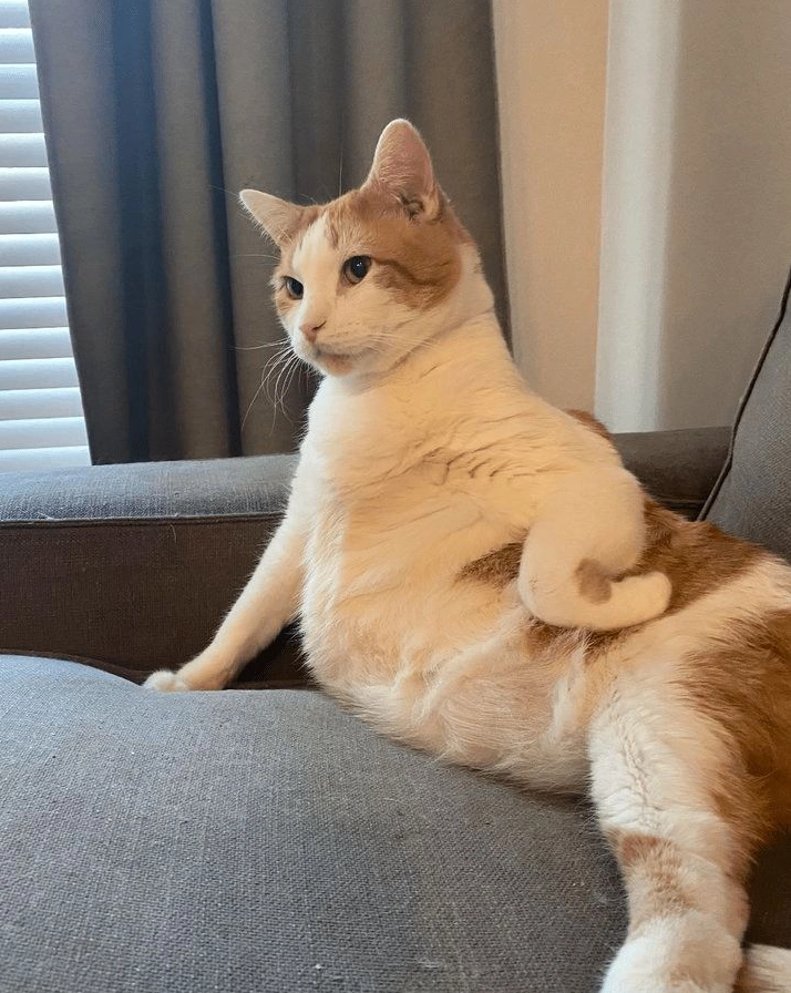 Khoảnh khắc boss mèo lộ biểu cảm cực bựa lòi gây sốt mạng xã hội