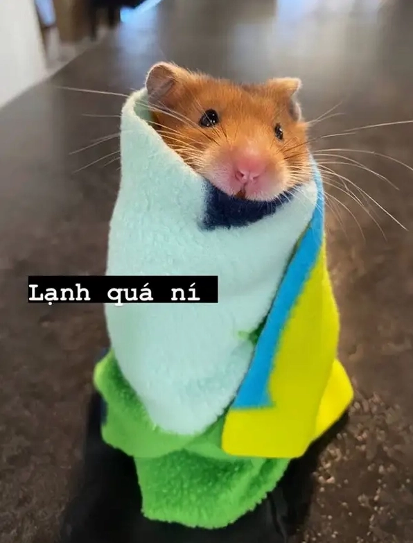 Khoảnh khắc buồn cười cùng sad hamster meme gif