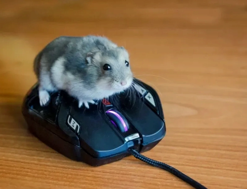 Khoảnh khắc chia sẻ liền tay meme hamster cute đang viral