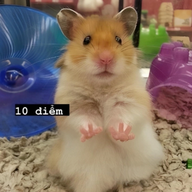 Không thể cưỡng lại độ dễ thương của meme chuột hamster béo múp