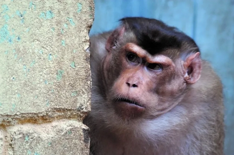 Không thể không cười với những ảnh khỉ đột meme cực kỳ vui nhộn