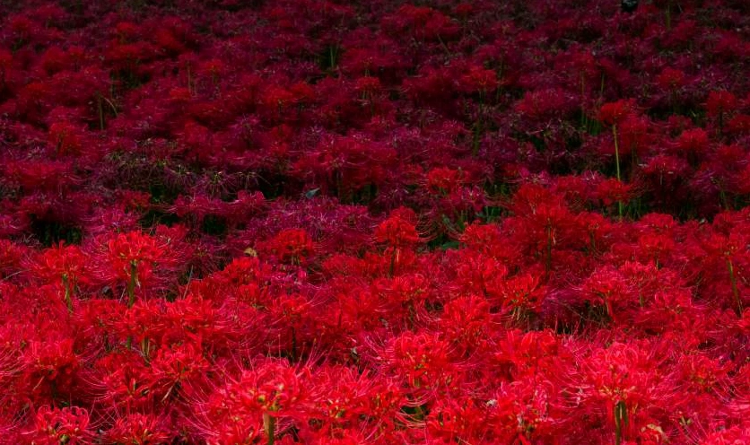 Lạc bước vào cõi mộng mị ngập tràn nhan sắc bỉ ngạn đầy hoang dại