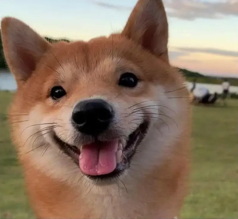 Laughing dog meme lan tỏa niềm vui với nụ cười không thể ngừng