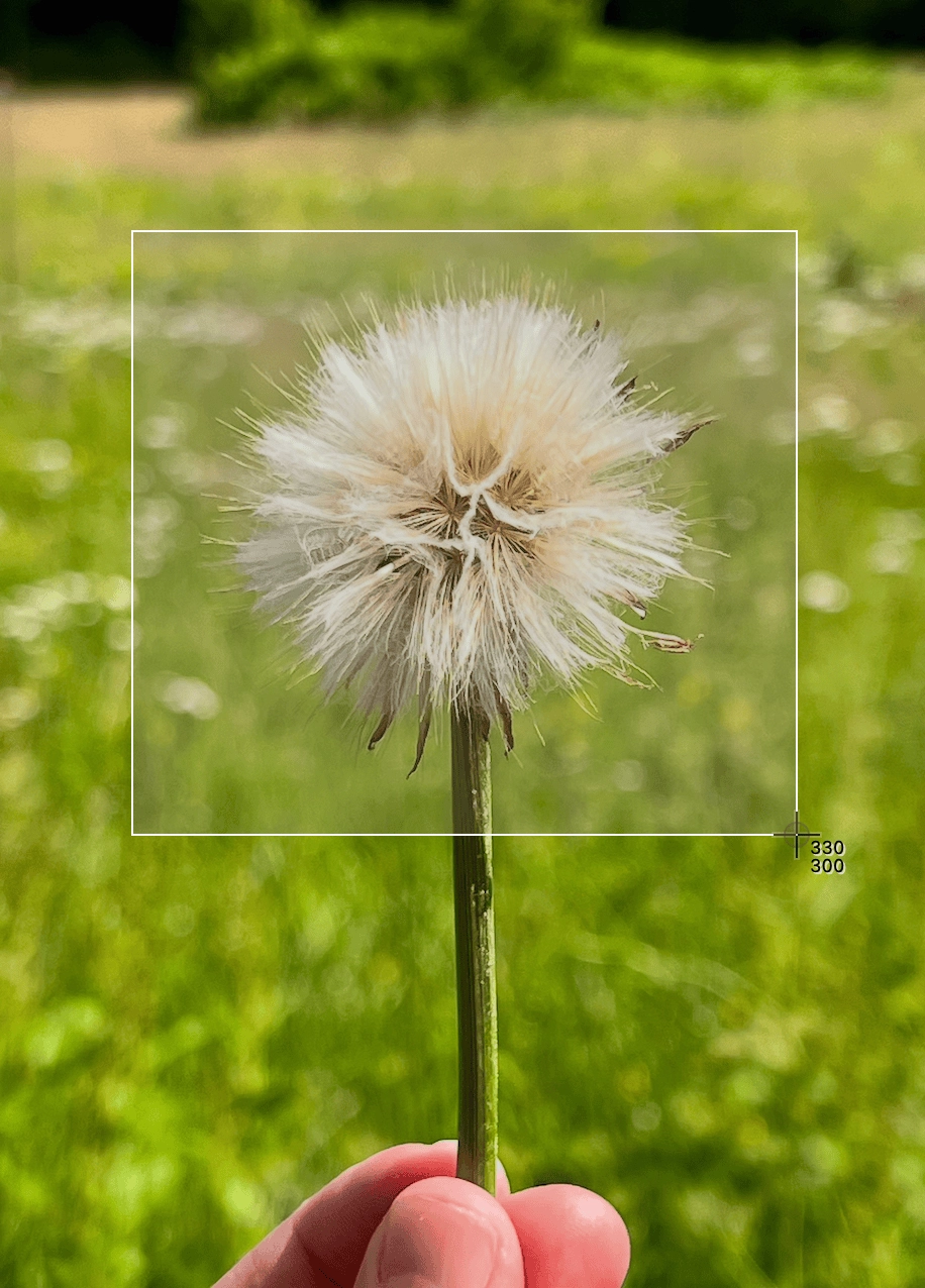 Màn hình hiển thị một khu vực được chọn bằng công cụ vẽ khung chữ nhật trên một phần của bức ảnh