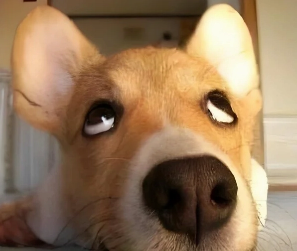 Meme ánh mắt khinh bỉ xoáy sâu vào tâm hồn