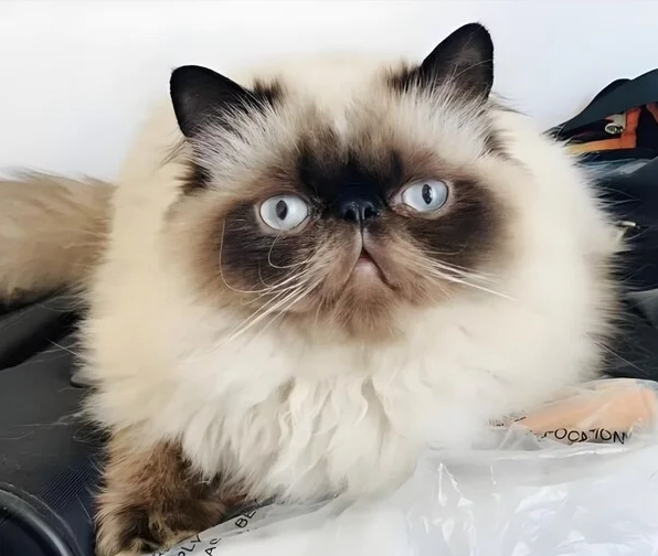 Meme cat khinh bỉ với hoàng thượng kiêu ngạo