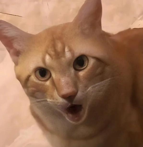 Meme con mèo khinh bỉ chốt lại danh sách