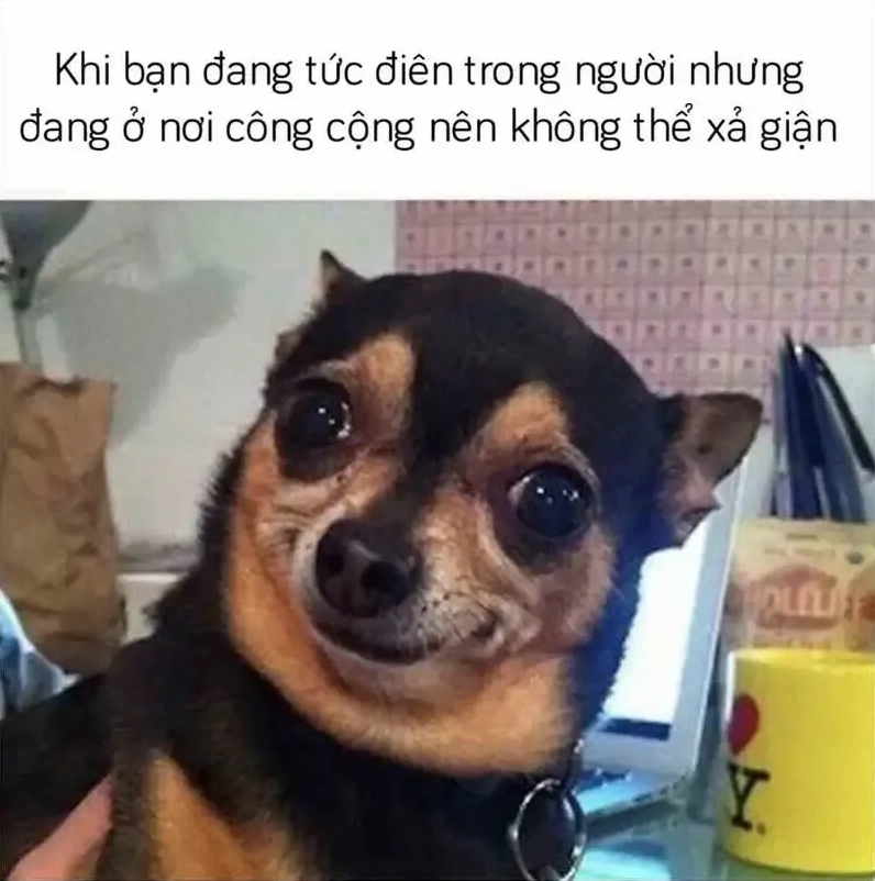 Meme dog smile với nụ cười ngọt ngào làm tan chảy mọi trái tim