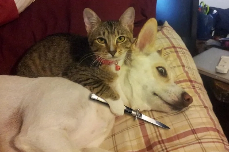 Meme doge cheems luôn khiến bạn bật cười với sự ngây ngô khó cưỡng