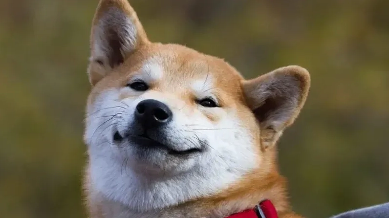 Meme doge Việt Nam nơi sự hài hước kết hợp với văn hóa mạng độc đáo