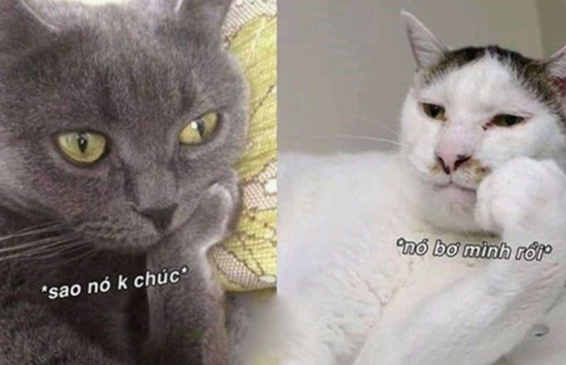 Meme động vật chúc ngủ ngon với hình ảnh cún con say giấc