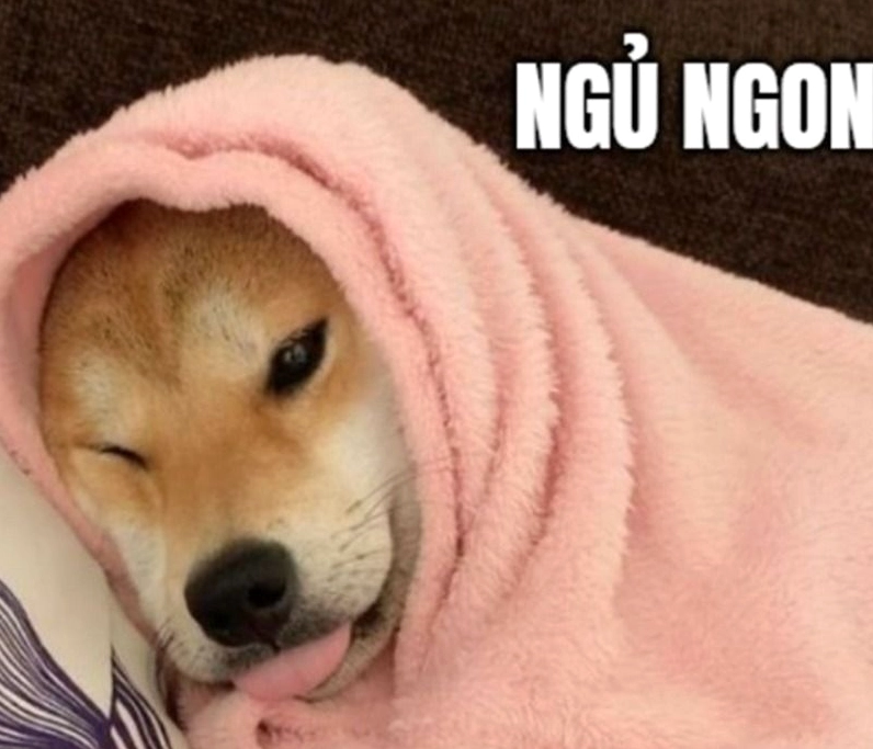 Meme động vật với dáng ngủ siêu bá đạo