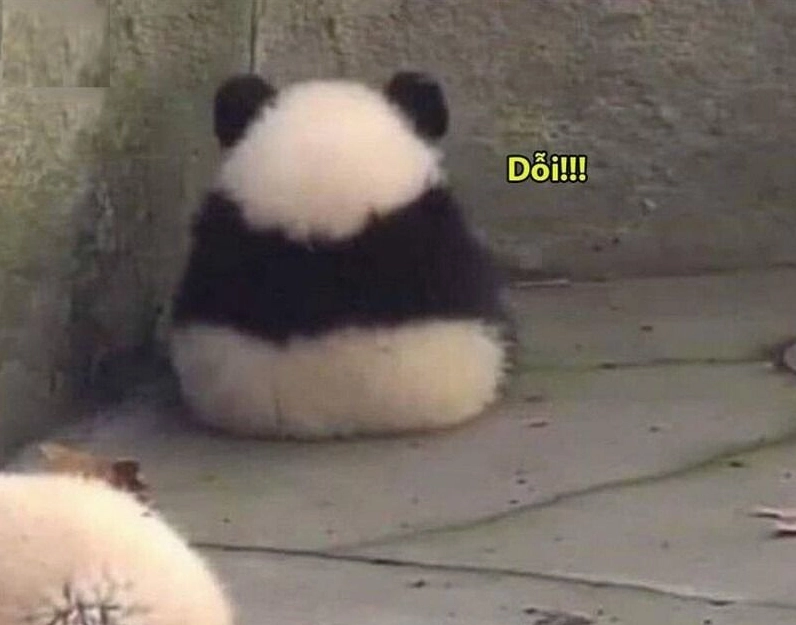 Meme gấu trúc hành động giận dữ