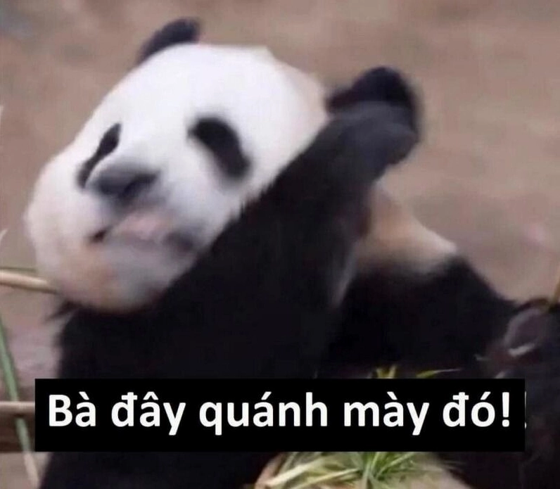 Meme gấu trúc hành động ngơ ngác