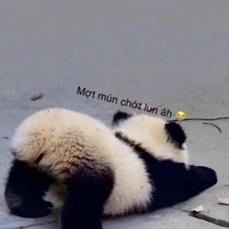 Meme gấu trúc mệt mỏi là hình ảnh đáng yêu của gấu trúc kiệt sức với quầng thâm