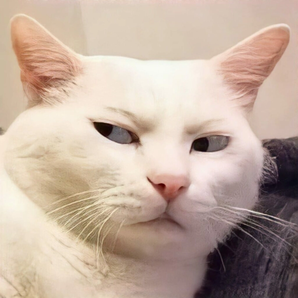 Meme mèo có khuôn mặt vô hồn đầy giải trí