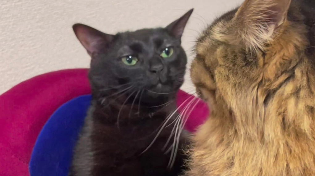 Meme mèo cúi đầu xin lỗi tỏ vẻ hối lỗi giả tạo