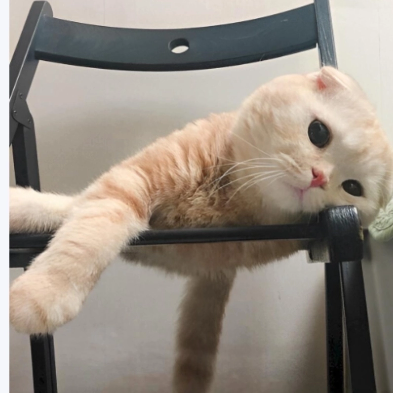 Meme mèo mệt mỏi là hình ảnh dễ thương của mèo uể oải sau khi chơi đùa