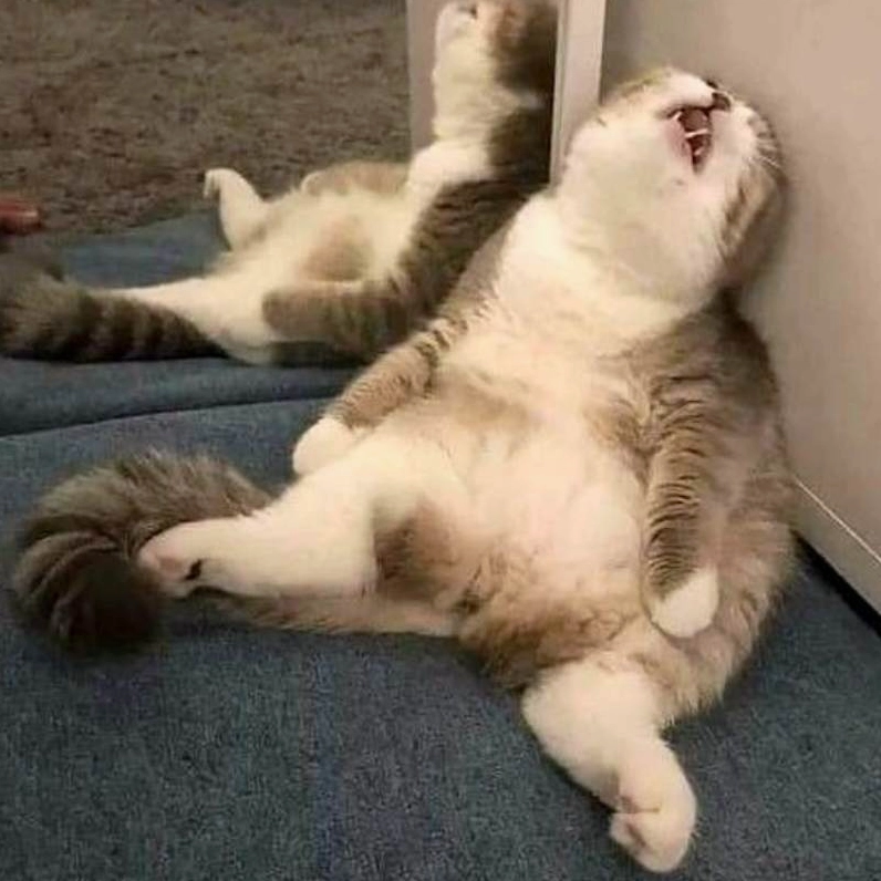 Meme mèo mệt mỏi ngủ ngồi gật gù vô cùng đáng yêu