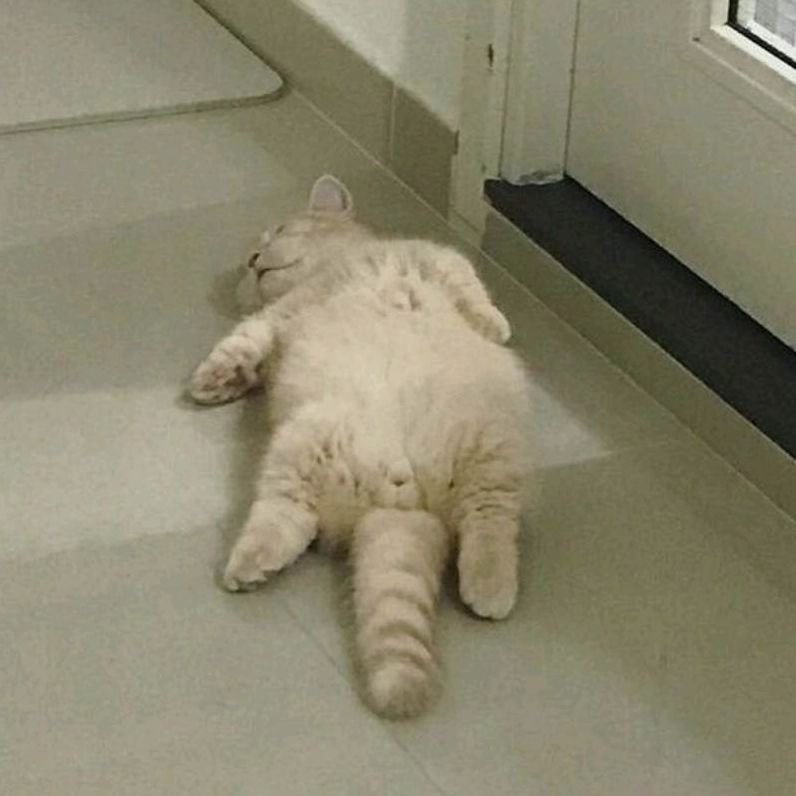 Meme mèo nằm mệt mỏi phơi bụng trên sàn nhà