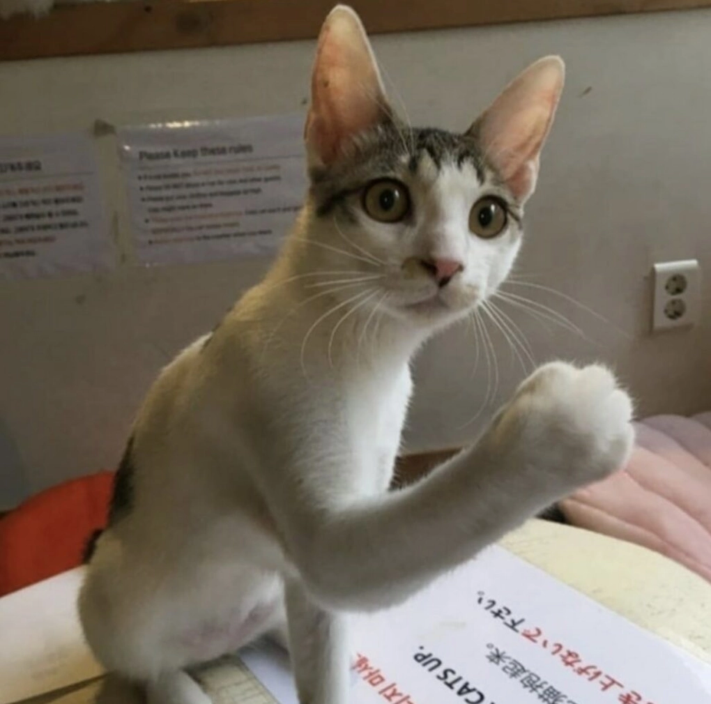 Meme mèo nhếch mép cười đểu đầy thần thái