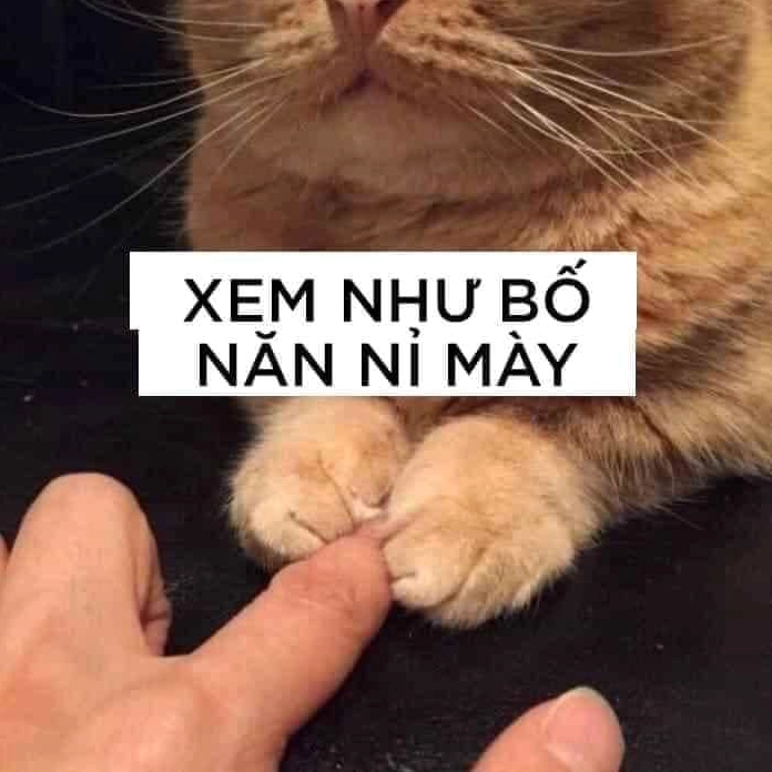 Meme mèo ôm chân chủ xin lỗi cực lầy lội