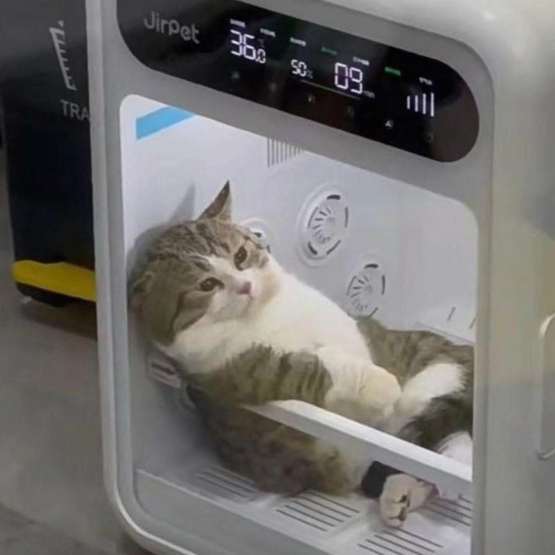 Meme mệt mỏi từ chú mèo trong lồng sấy với biểu cảm hài hước