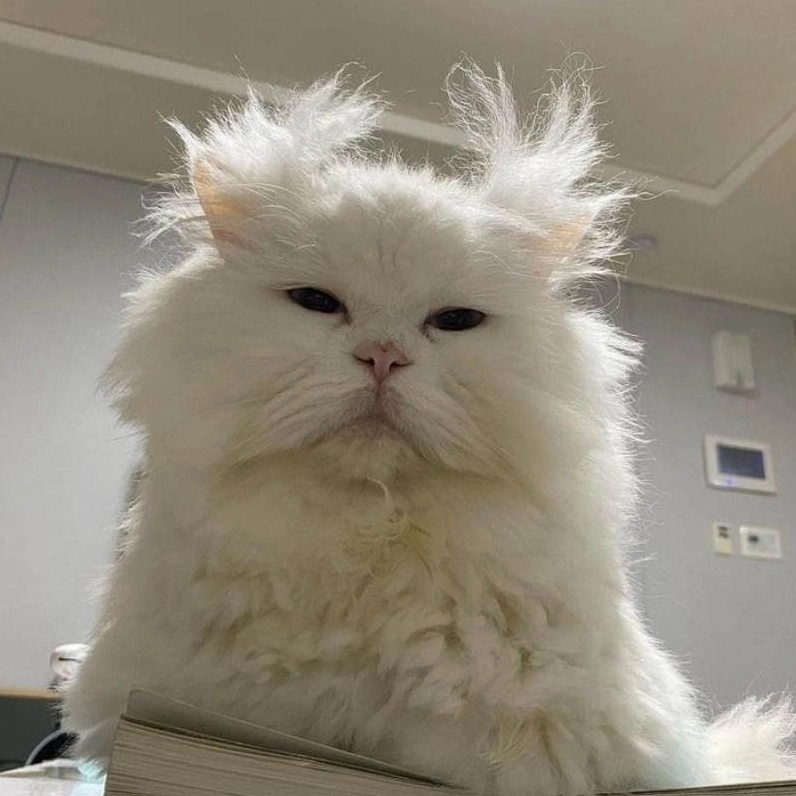 Meme mệt mỏi với ánh mắt thất thần hướng về nơi xa xăm