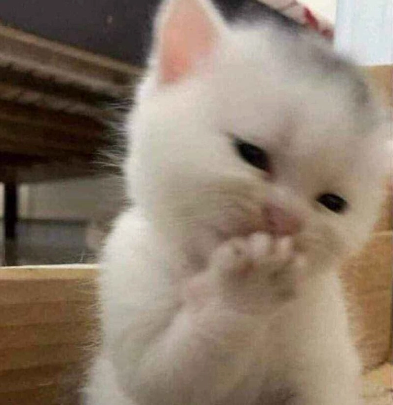 Tổng hợp 30 hình ảnh meme ngại siêu đáng yêu gây sốt mạng xã hội 8 Meme ngại động vật dễ thương dành cho những lúc bối rối