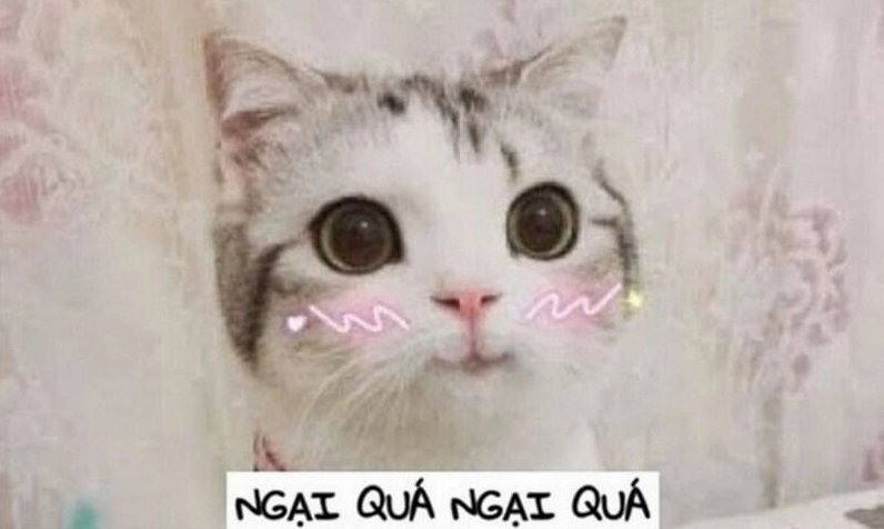 Tổng hợp 30 hình ảnh meme ngại siêu đáng yêu gây sốt mạng xã hội 5 Meme ngại động vật ngộ nghĩnh khiến bạn không thể nhịn cười