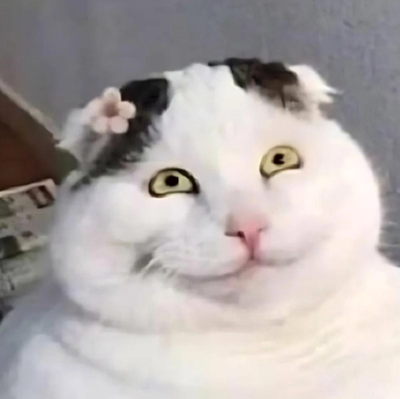 Trọn bộ meme cười đểu cực chất khiến bạn không thể nhịn cười 6 Meme nụ cười đầy bí ẩn của thú cưng