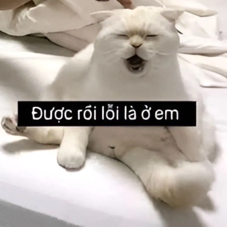 Meme xin lỗi người yêu giúp làm hòa cực kỳ nhanh chóng