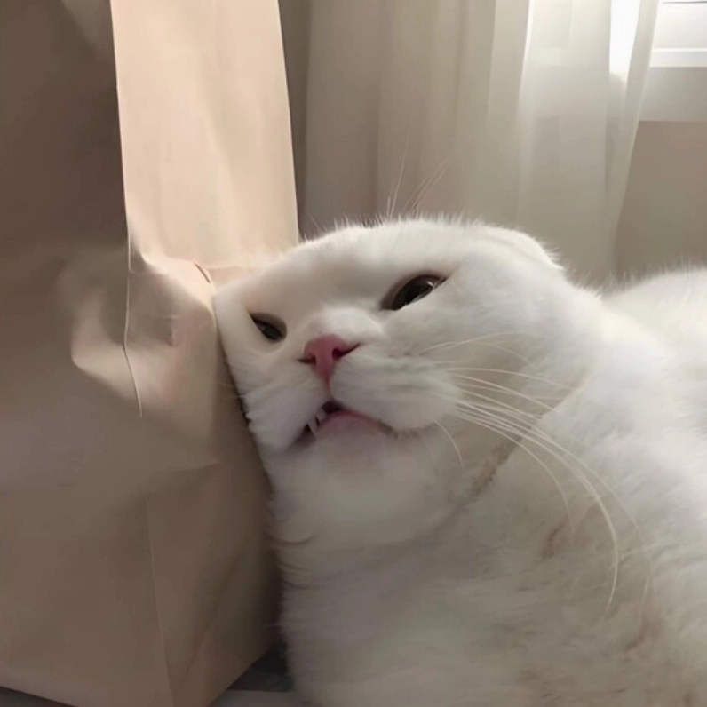 Mèo mệt mỏi meme là hình ảnh những chú mèo uể oải dễ thương vô đối
