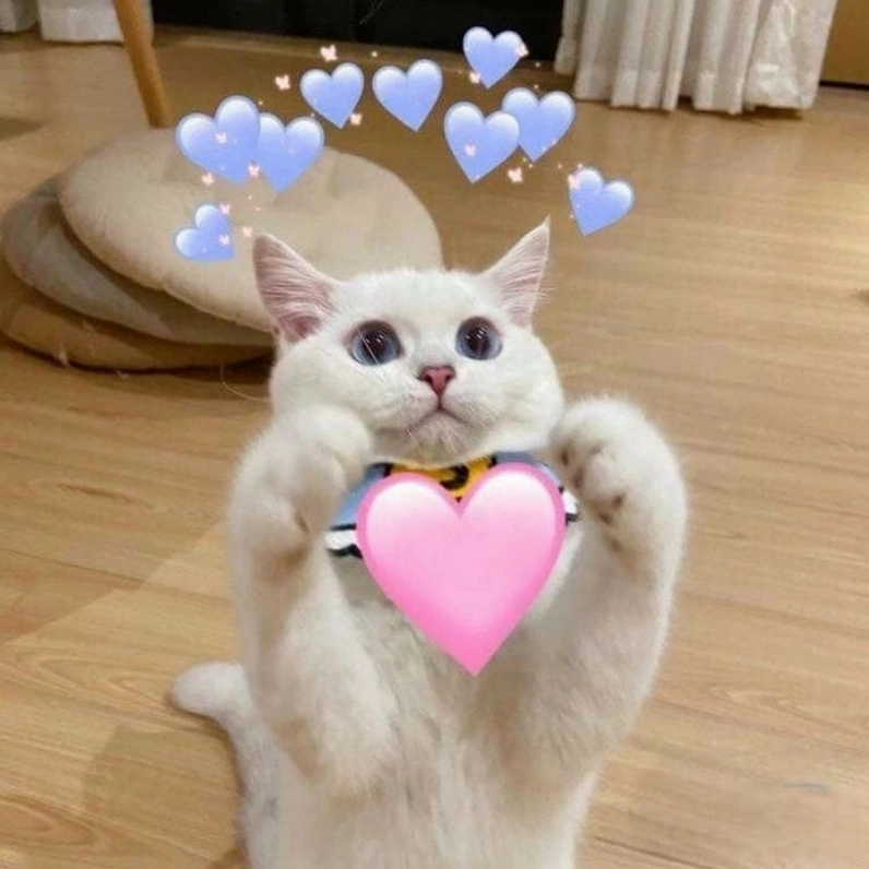 Mèo thả tim meme là hình ảnh cực kỳ đáng yêu và hài hước