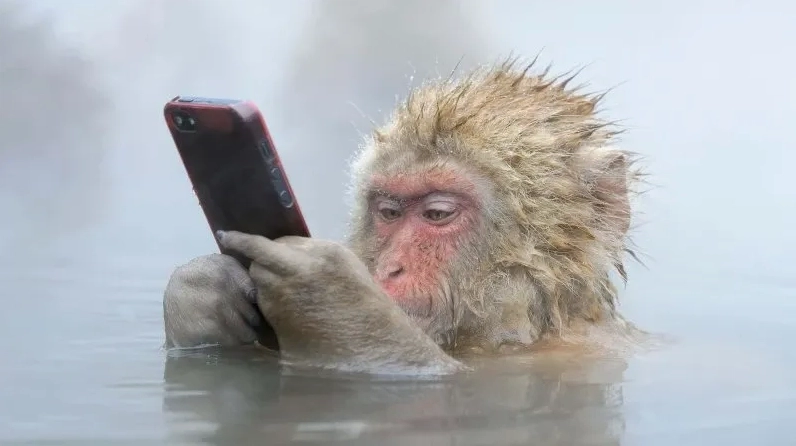 Monkey meme neuron activation sẽ khiến bạn bật cười với những phản ứng ngộ nghĩnh