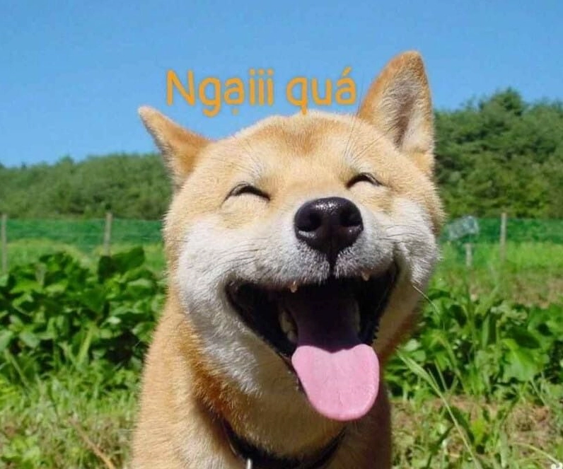 Tổng hợp 30 hình ảnh meme ngại siêu đáng yêu gây sốt mạng xã hội 6 Một chiếc meme ngại động vật vô cùng đáng yêu và hài hước