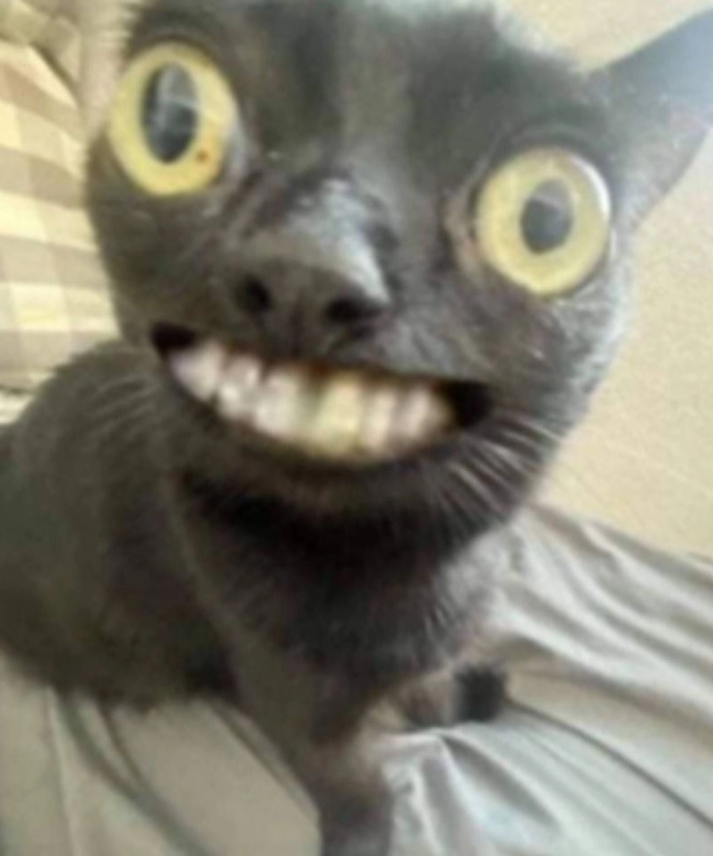 Trọn bộ meme cười đểu cực chất khiến bạn không thể nhịn cười 11 Một chú chó đang cười mỉm chi đầy hài hước