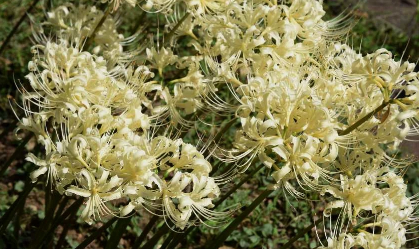 Nét thanh thuần nhưng đầy quyến rũ của bỉ ngạn trắng tinh khôi