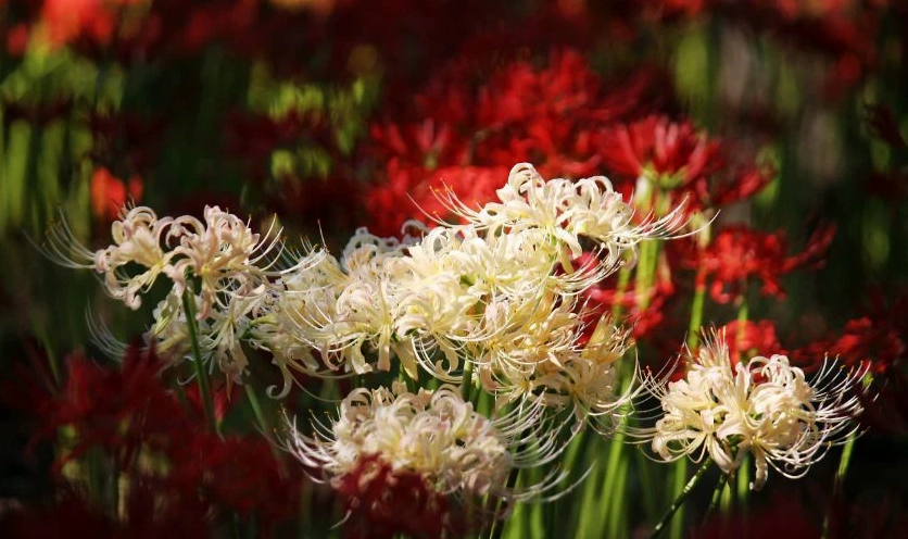 Nhan sắc đỉnh cao tụ hội trong khung hình bỉ ngạn hoa rực rỡ