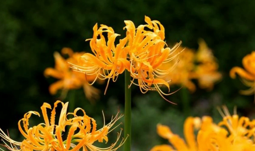 Nhan sắc kiêu sa lộng lẫy của đóa bỉ ngạn vàng rực dưới nắng