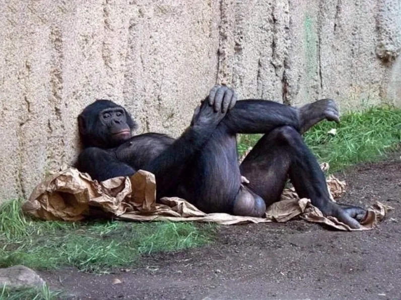 Những meme monkey siêu hài hước sẽ khiến bạn không thể nhịn cười