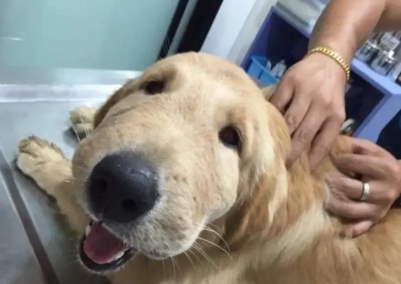 Snoop dogg meme sáng tạo với phong cách độc đáo và nét hài hước đỉnh cao