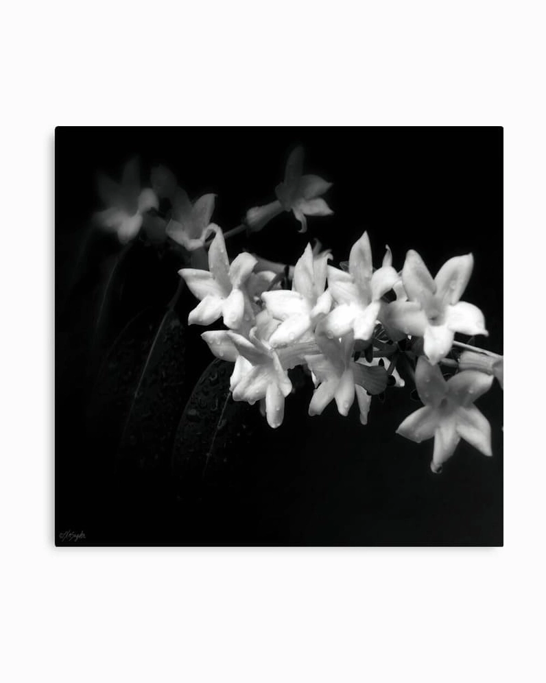 Sự biến hóa kỳ diệu của ánh sáng trên đóa hoa