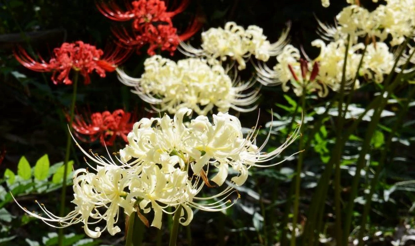 Sự kết hợp hoàn hảo giữa nét gợi cảm và tinh khôi của rừng bỉ ngạn