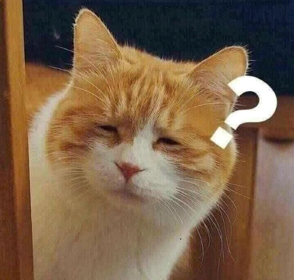 Sự ngơ ngác toát lên vẻ kiêu kỳ lôi cuốn