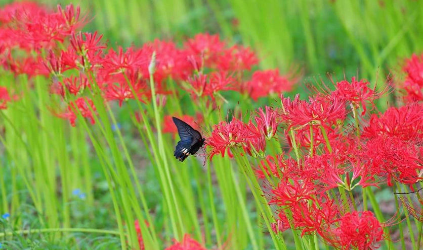 Sức hút mãnh liệt từ sắc đỏ kiêu kỳ của bỉ ngạn hoa giữa thiên nhiên